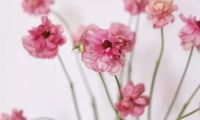久盛心動(dòng)特輯丨最特別的女性裝修風(fēng)格，給最特別的你~