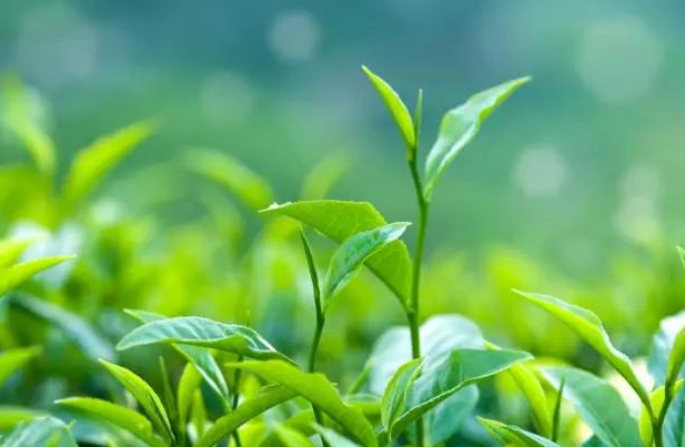 碧然德聯(lián)合天貓每周大牌日，邀你一起來喝“茶”