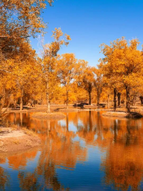 「2025秋季花色新寵」千年舟把秋日森林的溫暖搬進(jìn)家！